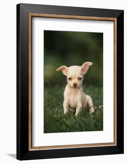 Chihuahua Puppy-DLILLC-Framed Photographic Print