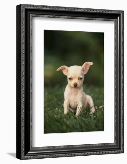 Chihuahua Puppy-DLILLC-Framed Photographic Print