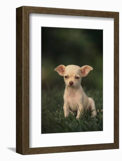 Chihuahua Puppy-DLILLC-Framed Photographic Print