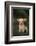Chihuahua Puppy-DLILLC-Framed Photographic Print