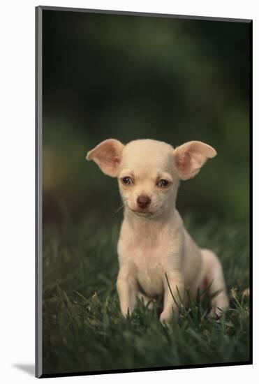 Chihuahua Puppy-DLILLC-Mounted Photographic Print