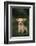 Chihuahua Puppy-DLILLC-Framed Photographic Print