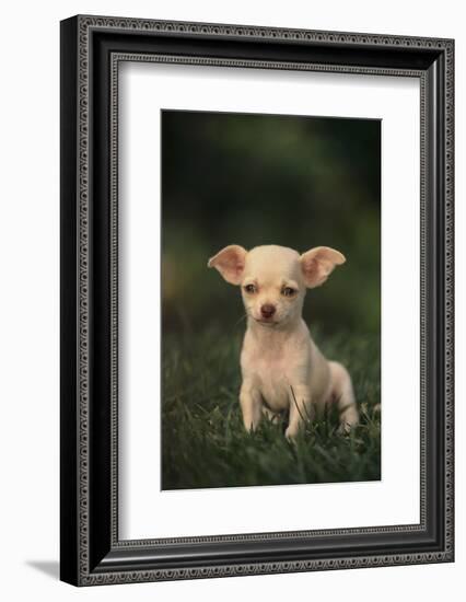 Chihuahua Puppy-DLILLC-Framed Photographic Print