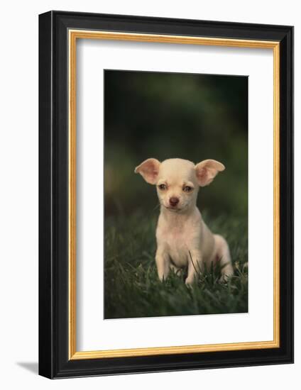 Chihuahua Puppy-DLILLC-Framed Photographic Print