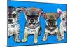 Chihuahua Pups-Carolee Vitaletti-Mounted Art Print