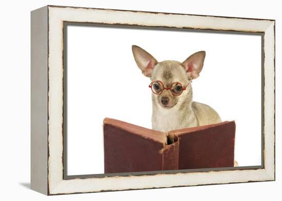 Chihuahua Reading a Book Wearing Glasses-null-Framed Premier Image Canvas