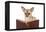 Chihuahua Reading a Book Wearing Glasses-null-Framed Premier Image Canvas