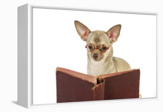 Chihuahua Reading a Book Wearing Glasses-null-Framed Premier Image Canvas