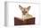 Chihuahua Reading a Book Wearing Glasses-null-Framed Premier Image Canvas