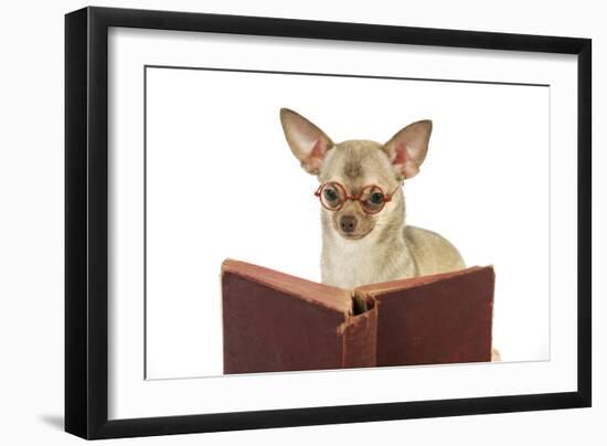 Chihuahua Reading a Book Wearing Glasses-null-Framed Photographic Print