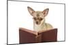 Chihuahua Reading a Book Wearing Glasses-null-Mounted Photographic Print