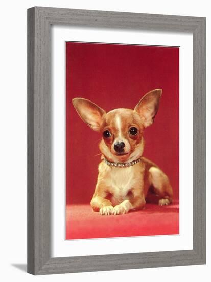 Chihuahua, Retro-null-Framed Art Print