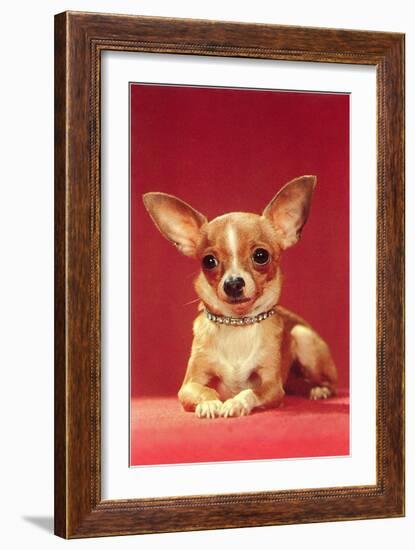Chihuahua, Retro-null-Framed Art Print