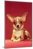 Chihuahua, Retro-null-Mounted Art Print