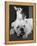 Chihuahua Seated on a Bulldog-Bettmann-Framed Premier Image Canvas