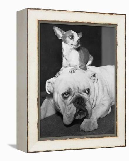 Chihuahua Seated on a Bulldog-Bettmann-Framed Premier Image Canvas