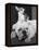 Chihuahua Seated on a Bulldog-Bettmann-Framed Premier Image Canvas