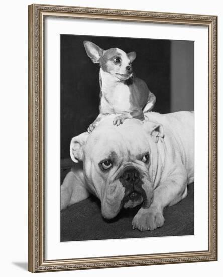 Chihuahua Seated on a Bulldog-Bettmann-Framed Photographic Print