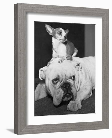 Chihuahua Seated on a Bulldog-Bettmann-Framed Photographic Print