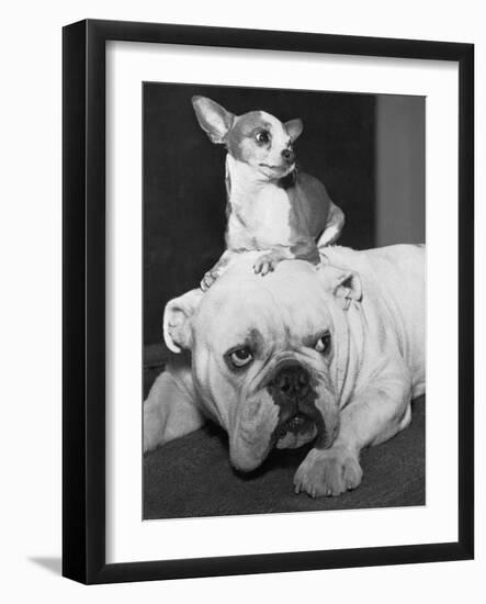 Chihuahua Seated on a Bulldog-Bettmann-Framed Photographic Print