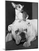 Chihuahua Seated on a Bulldog-Bettmann-Mounted Photographic Print