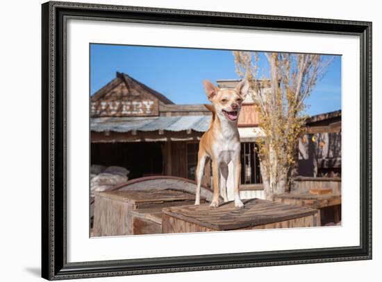 Chihuahua Standing on Wooden Boxes-Zandria Muench Beraldo-Framed Photographic Print