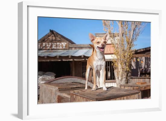 Chihuahua Standing on Wooden Boxes-Zandria Muench Beraldo-Framed Photographic Print