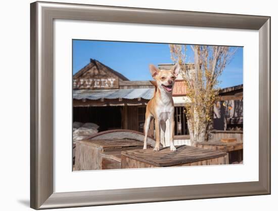 Chihuahua Standing on Wooden Boxes-Zandria Muench Beraldo-Framed Photographic Print