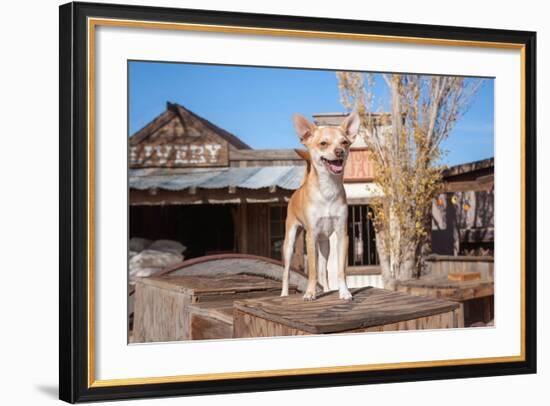 Chihuahua Standing on Wooden Boxes-Zandria Muench Beraldo-Framed Photographic Print