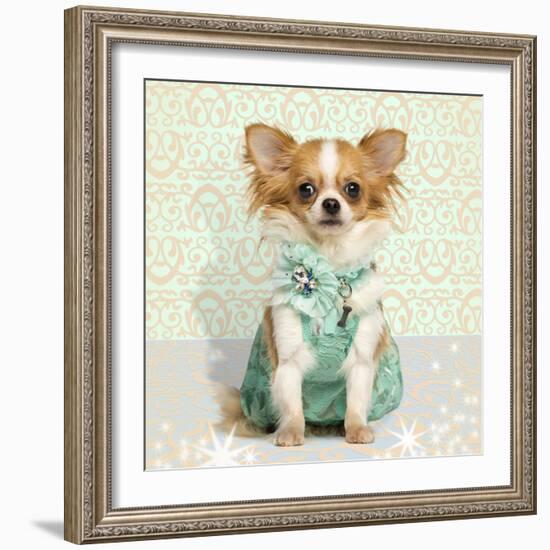 Chihuahua Wearing A Green Dress, Sitting On Fancy Background-Life on White-Framed Photographic Print