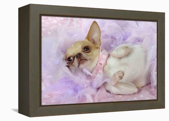 Chihuahua Wearing Pink Collar Laying on Purple-null-Framed Premier Image Canvas