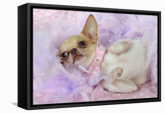 Chihuahua Wearing Pink Collar Laying on Purple-null-Framed Premier Image Canvas