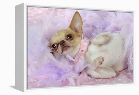 Chihuahua Wearing Pink Collar Laying on Purple-null-Framed Premier Image Canvas