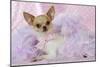 Chihuahua Wearing Pink Collar Laying on Purple-null-Mounted Photographic Print