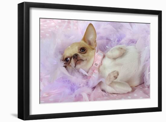 Chihuahua Wearing Pink Collar Laying on Purple-null-Framed Photographic Print