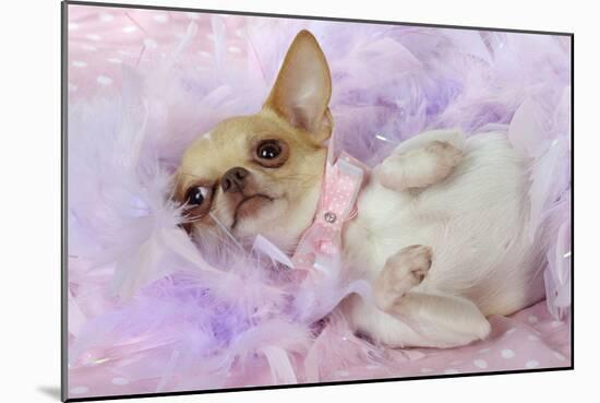 Chihuahua Wearing Pink Collar Laying on Purple-null-Mounted Photographic Print