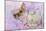 Chihuahua Wearing Pink Collar Laying on Purple-null-Mounted Photographic Print