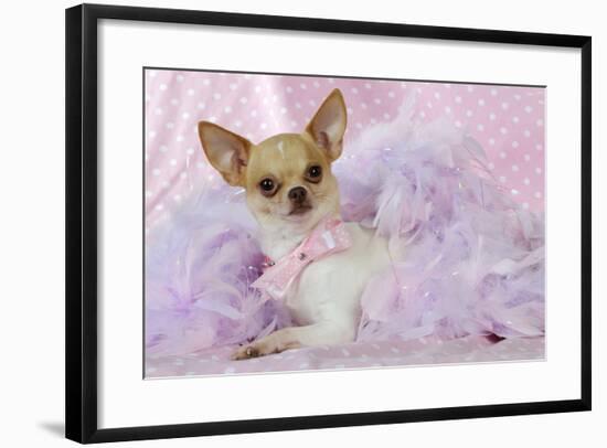 Chihuahua Wearing Pink Collar Laying on Purple-null-Framed Photographic Print