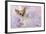 Chihuahua Wearing Pink Collar Laying on Purple-null-Framed Photographic Print