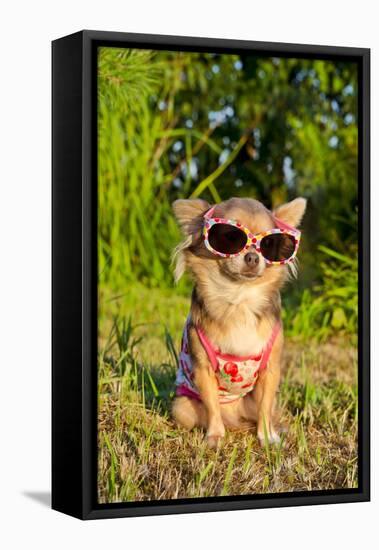 Chihuahua Wearing Sunglasses And T-Shirt In The Park-vitalytitov-Framed Premier Image Canvas