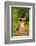 Chihuahua Wearing Sunglasses And T-Shirt In The Park-vitalytitov-Framed Photographic Print