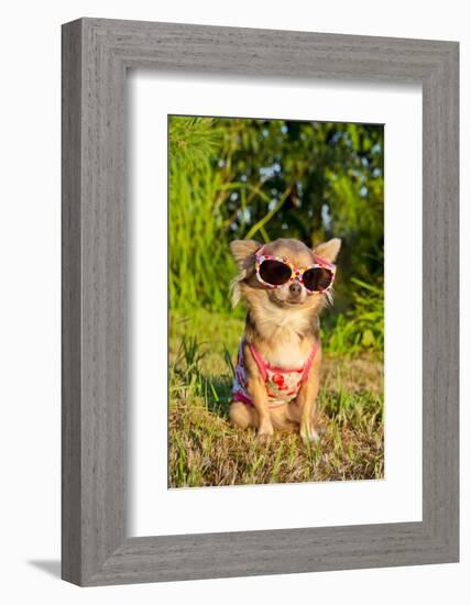 Chihuahua Wearing Sunglasses And T-Shirt In The Park-vitalytitov-Framed Photographic Print