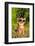 Chihuahua Wearing Sunglasses And T-Shirt In The Park-vitalytitov-Framed Photographic Print