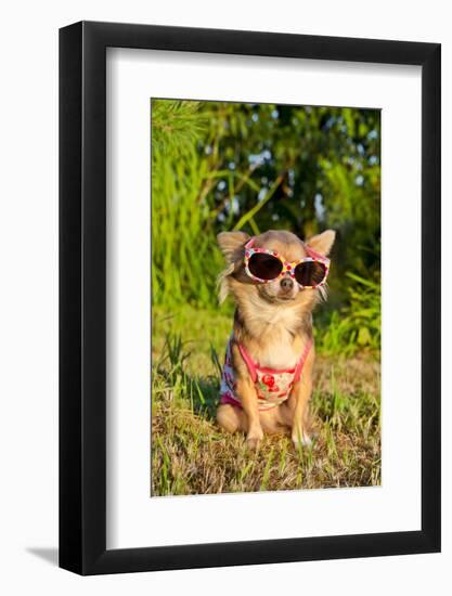 Chihuahua Wearing Sunglasses And T-Shirt In The Park-vitalytitov-Framed Photographic Print