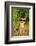 Chihuahua Wearing Sunglasses And T-Shirt In The Park-vitalytitov-Framed Photographic Print