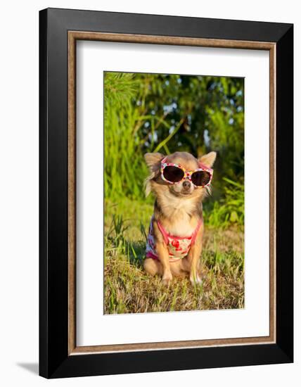 Chihuahua Wearing Sunglasses And T-Shirt In The Park-vitalytitov-Framed Photographic Print