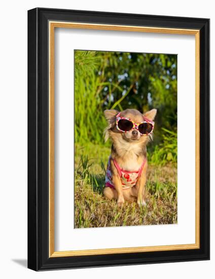 Chihuahua Wearing Sunglasses And T-Shirt In The Park-vitalytitov-Framed Photographic Print