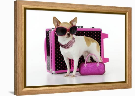 Chihuahua Wearing Sunglasses with Girly Props-null-Framed Premier Image Canvas