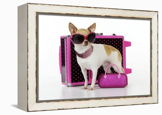 Chihuahua Wearing Sunglasses with Girly Props-null-Framed Premier Image Canvas