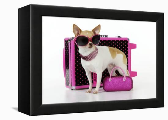 Chihuahua Wearing Sunglasses with Girly Props-null-Framed Premier Image Canvas